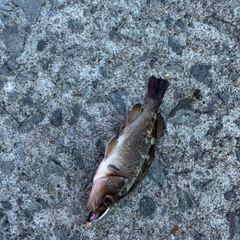 エゾメバルの釣果