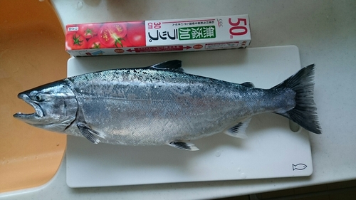 サクラマスの釣果