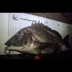 マダカ（マルスズキ）の釣果