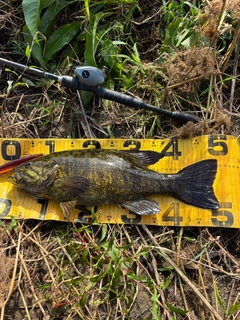 スモールマウスバスの釣果
