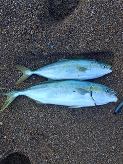 フクラギの釣果