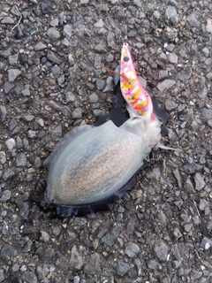 シリヤケイカの釣果