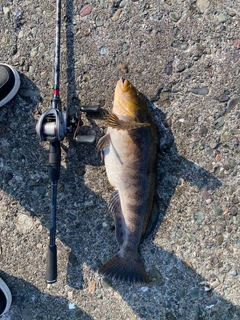 アイナメの釣果