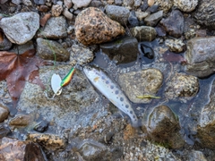ヤマメの釣果