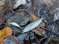 ヤマメの釣果