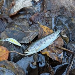 ヤマメの釣果・釣り情報まとめ【2026年最新】 - アングラーズ | 釣果