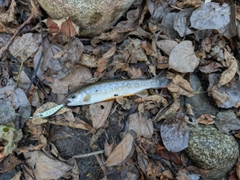 ヤマメの釣果