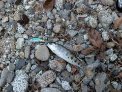 ヤマメの釣果