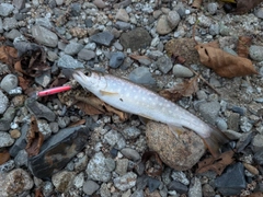 エゾイワナの釣果