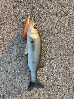 セイゴ（マルスズキ）の釣果