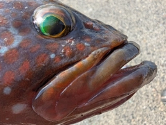 アコウの釣果