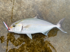 ショゴの釣果