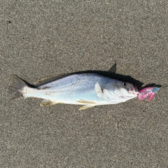 ニベの釣果