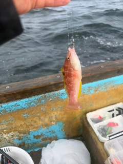 アカササノハベラの釣果