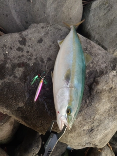 イナダの釣果