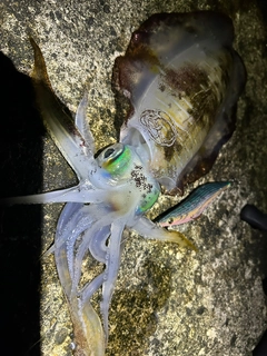 アオリイカの釣果