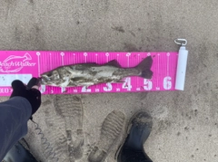 スズキの釣果