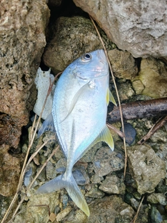 メッキの釣果