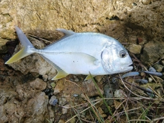 メッキの釣果