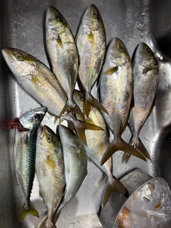 ショゴの釣果