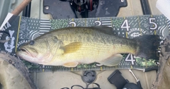 ブラックバスの釣果