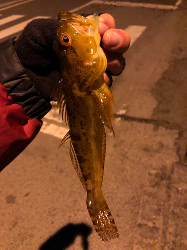 アナハゼの釣果