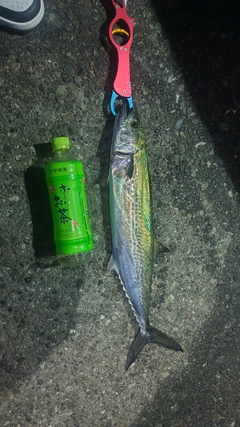 サゴシの釣果