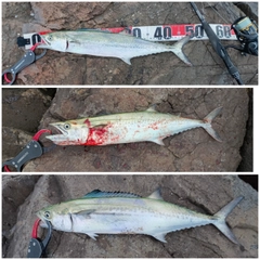サゴシの釣果