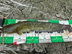 ナマズの釣果