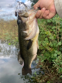 ラージマウスバスの釣果