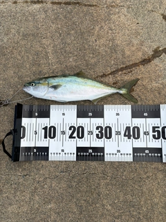 イナダの釣果