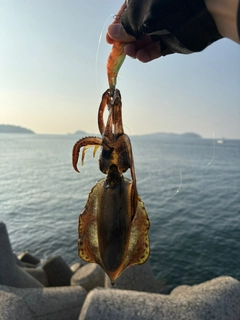 アオリイカの釣果