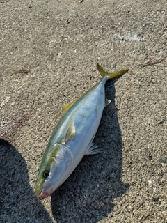 ツバスの釣果