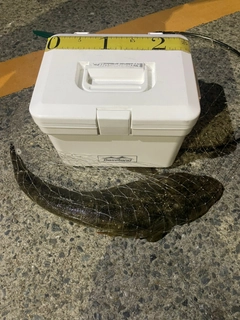 マゴチの釣果