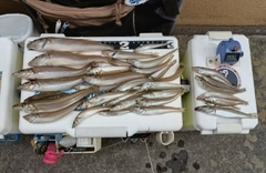 シロギスの釣果