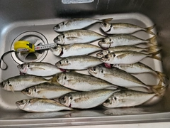 マアジの釣果