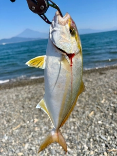 ショゴの釣果