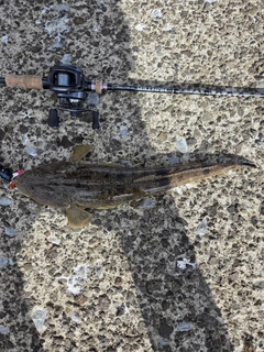 マゴチの釣果