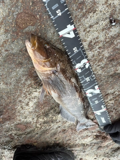 アブラコの釣果