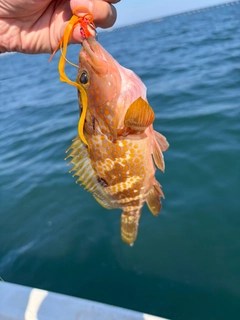 キジハタの釣果