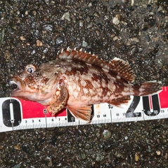 カサゴの釣果