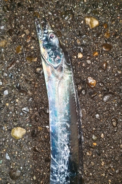 タチウオの釣果