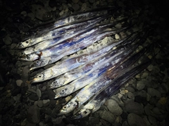 タチウオの釣果