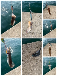 エソの釣果
