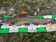 ナマズの釣果
