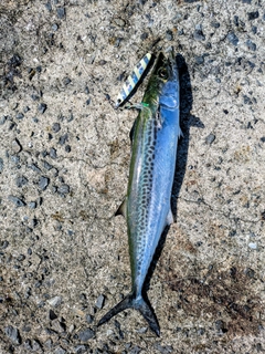 サゴシの釣果