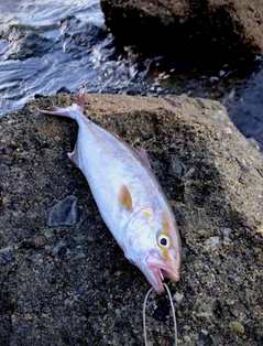 ネリゴの釣果