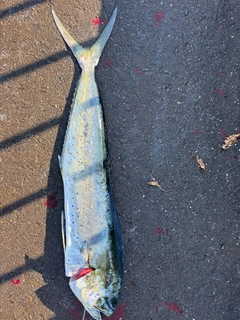 シイラの釣果