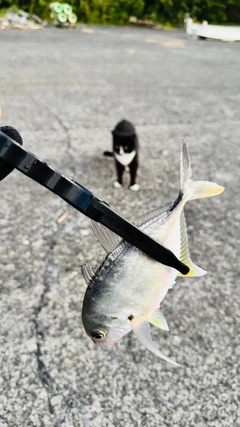 メッキの釣果