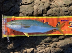 イナダの釣果